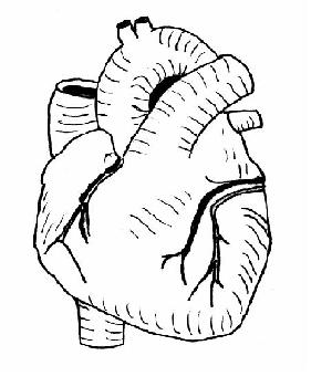 Exterior view of heart unlabeled.JPG