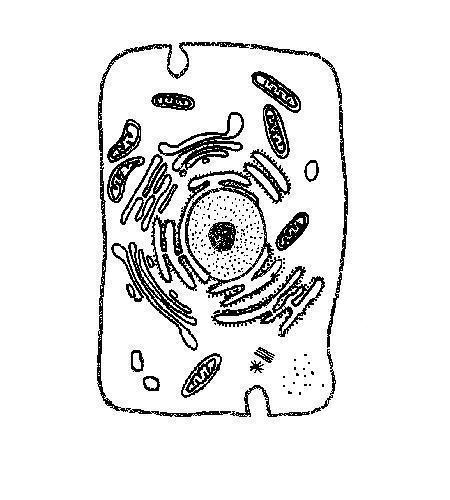 Unlabelled animal cell for cell worksheet with ribosomes.JPG