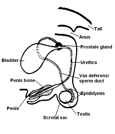 Male dog reproductive system labeled.JPG