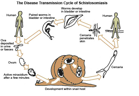 Schistosomiasis.jpg