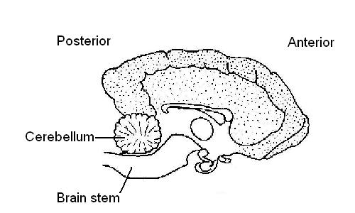 Dog's brain partially labelled.JPG