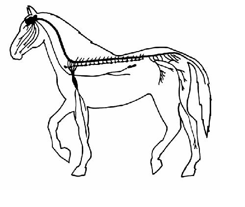 Horse nervous system unlabelled.JPG