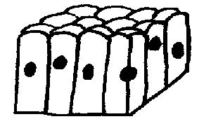 Columnar epithelium unlabelled diagram for ws.JPG