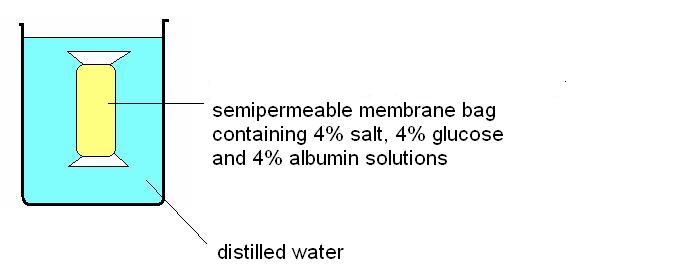 Semipermeable membrane bag experiment 2.JPG