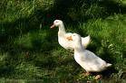 Two ducks.jpg