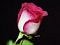 Flower rose.jpg