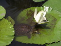 Water Lilly at Anthesis with a Turtle