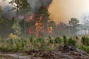 Bugaboo forest fire.jpg