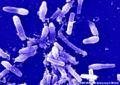 Thermophilic Bacillus species.jpg
