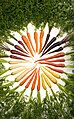 Carrots of many colors.jpg