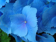 Blue Flowers.jpg