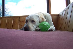 Lab retriever with squeeky ball