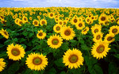 Sunflowers mediawiki july 2010.jpg
