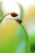 Ladybird pair.jpg