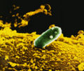 Soil bacterium Rhizobium.jpg