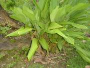 Tumeric plant.JPG