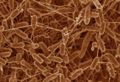 Metal-reducing bacteria.jpg