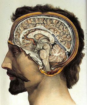 Human brain.jpg