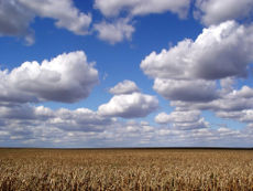 Clouds n corn.jpg
