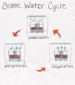 Biomewatercyclehandout.JPG
