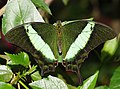 Papilio palinurus (1).jpg
